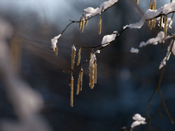 hiver