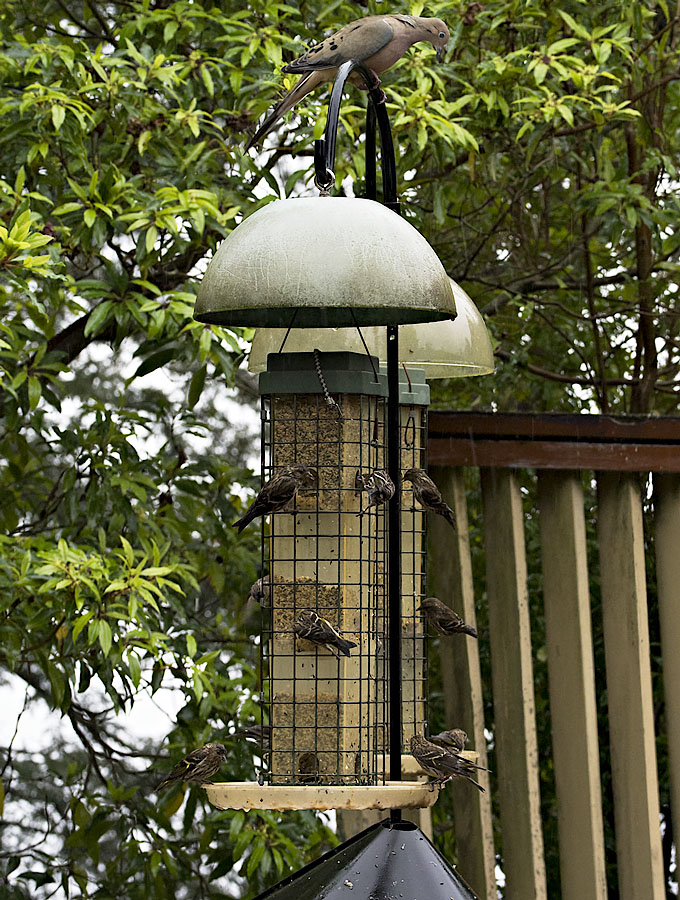 Feeding Frenzy, with Dove