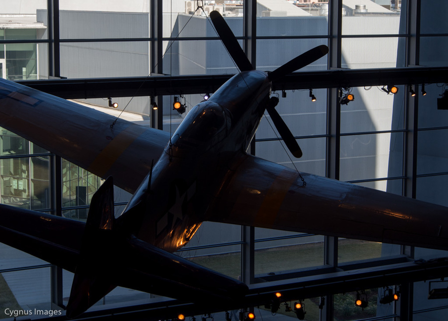 Mustang In Silhouette