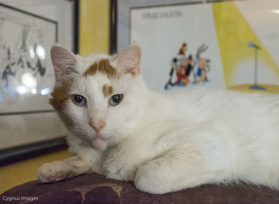 Bowie
