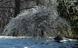 Icey Japanese Maple