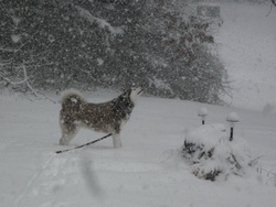 Boo in snow