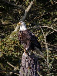young eagle
