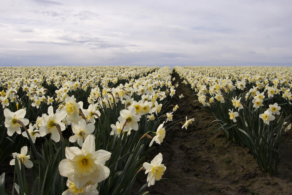 daffodils