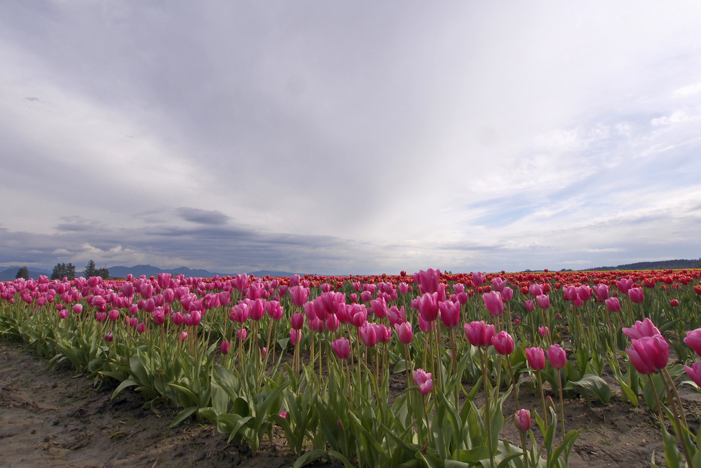 tulips