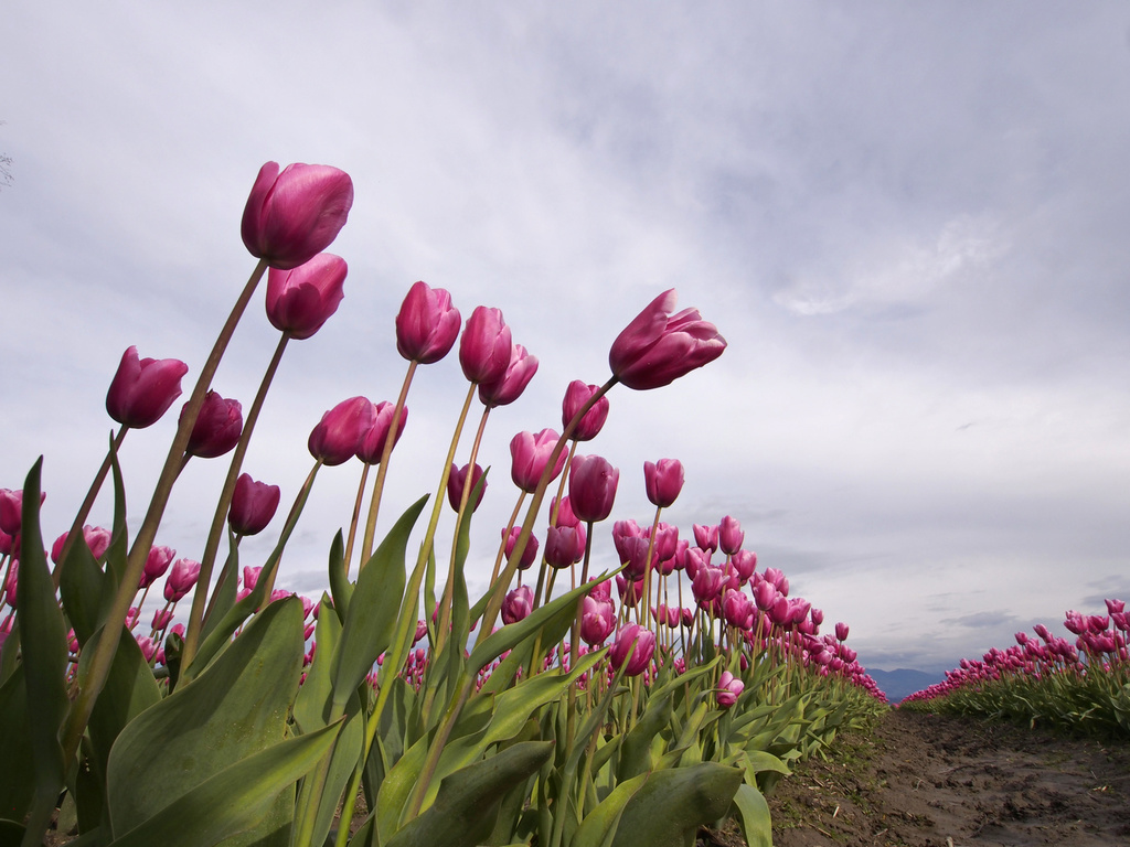 ...and tulips