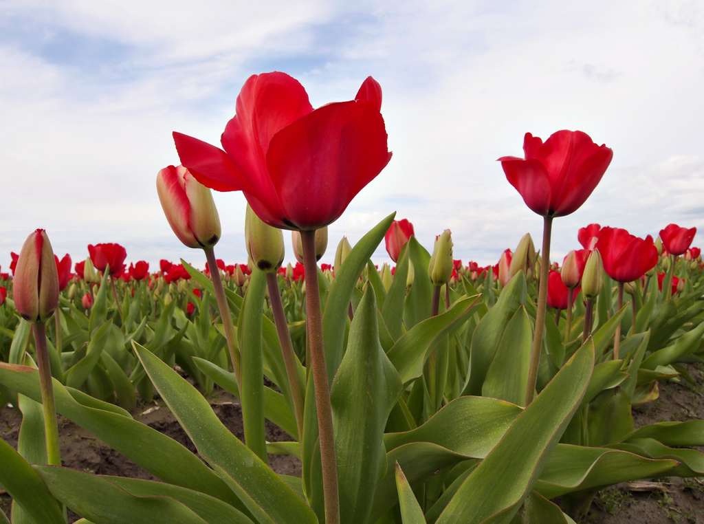 more tulips