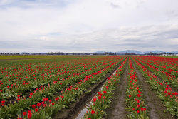 enough tulips yet?