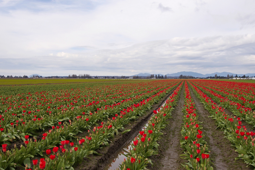 enough tulips yet?