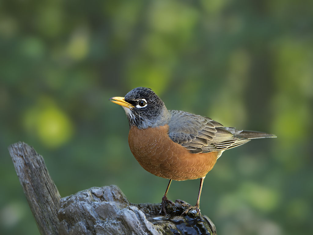 Robin with Motion correction on head