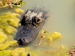 Little gator