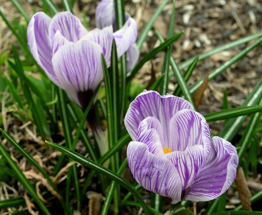 Croci