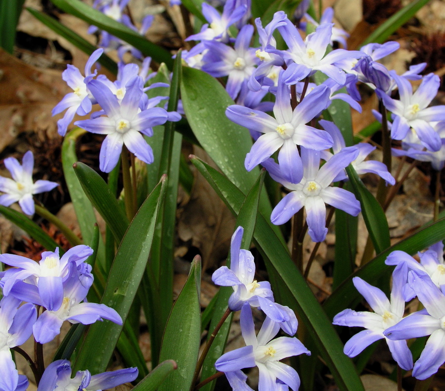 Lil Blue guys
