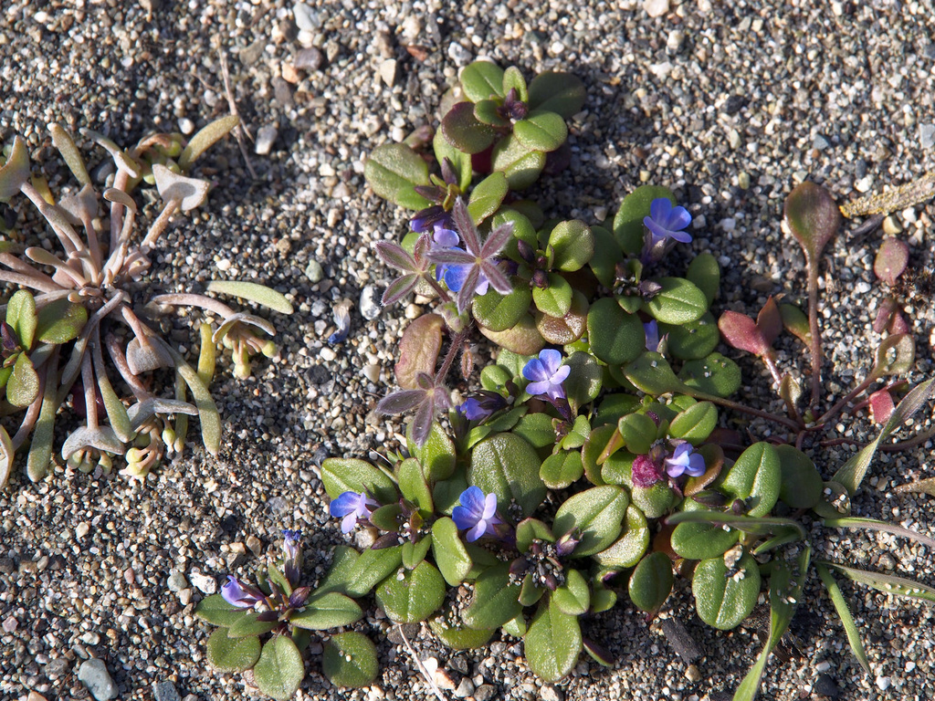 blue-eyedMary_0005