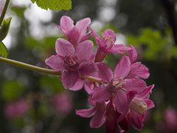 currant_0144