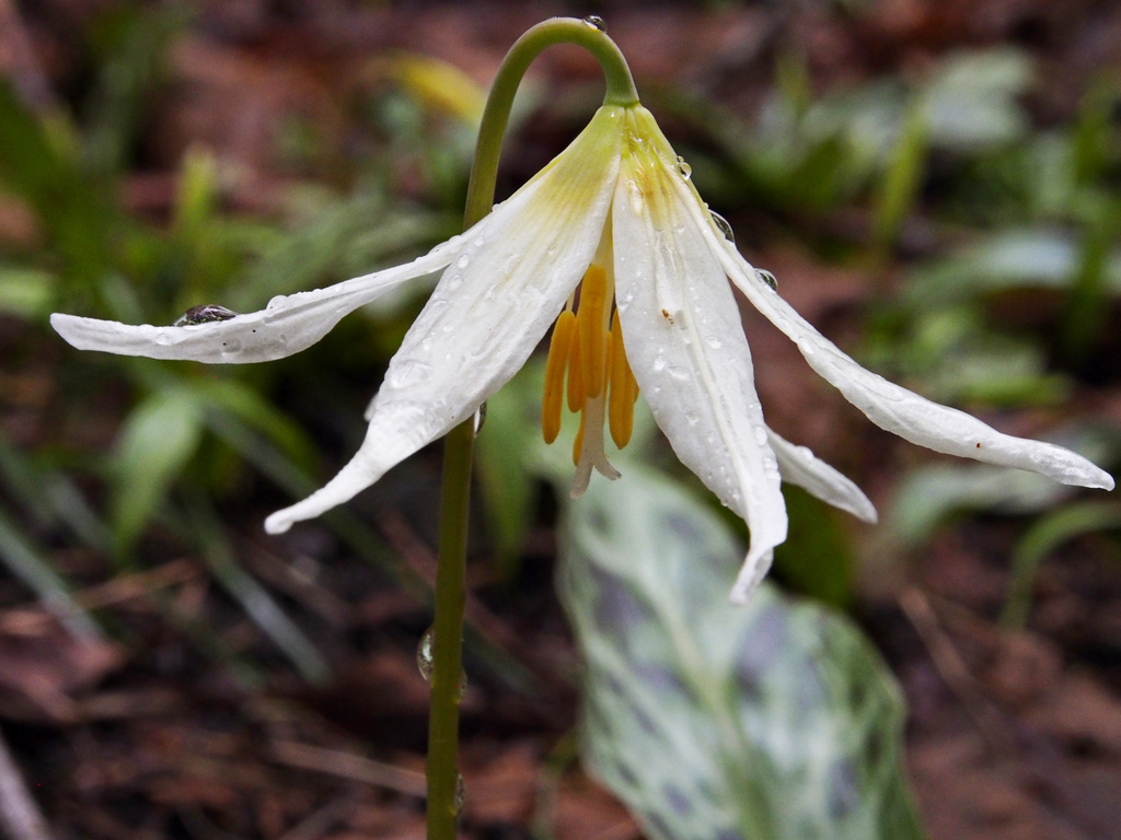 fawnlily_0010