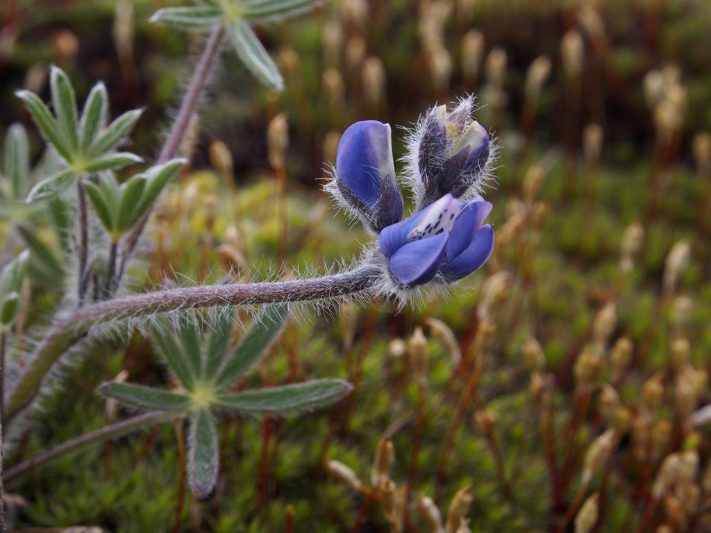 lupine_0134