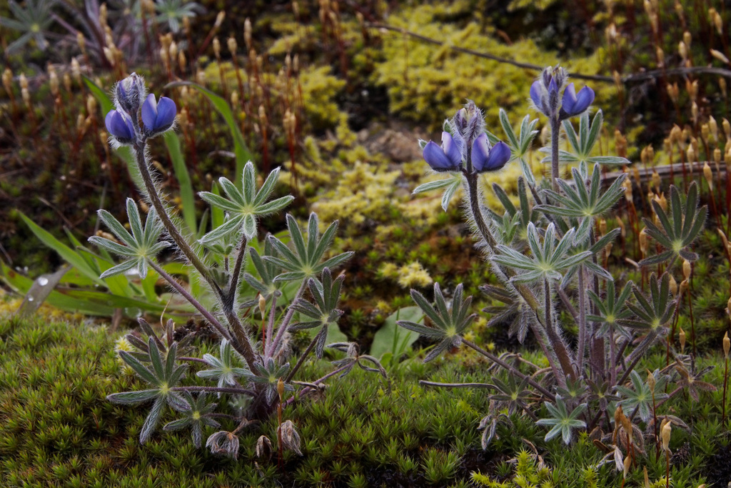 lupine_0126
