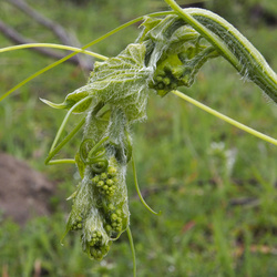 ORmanroot_0052