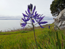 camas_0032