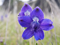 larkspur_0090