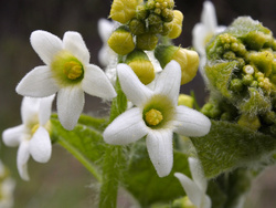 manroot_0097