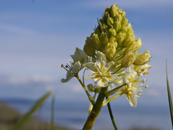 deathcamas_0037