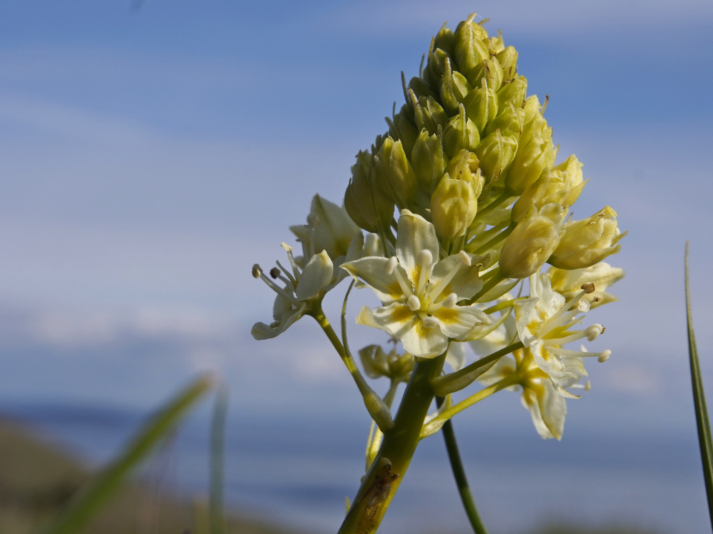 deathcamas_0037