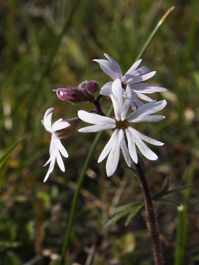 prairiestar_0080