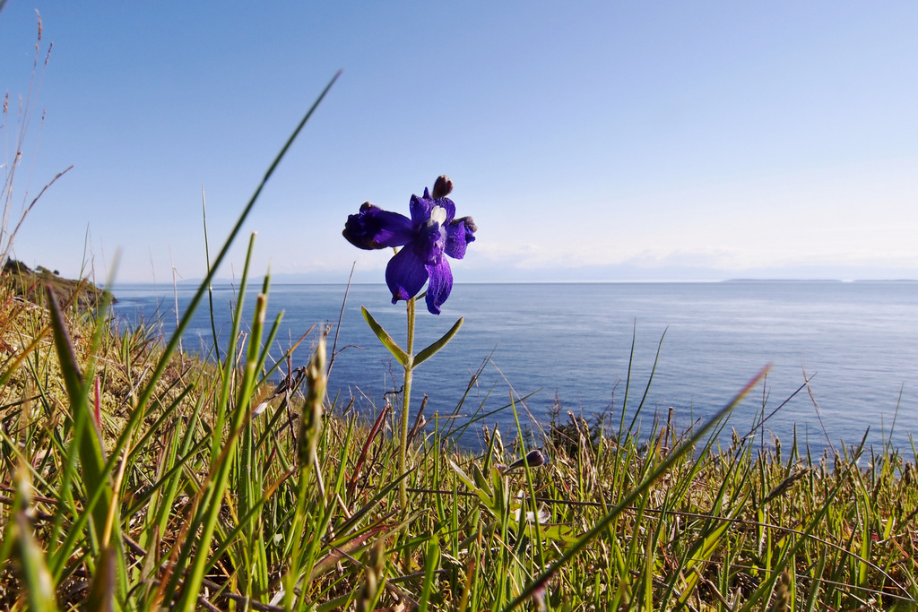 larkspur_0007