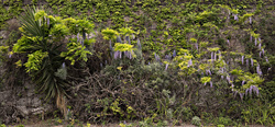 Hanging Garden