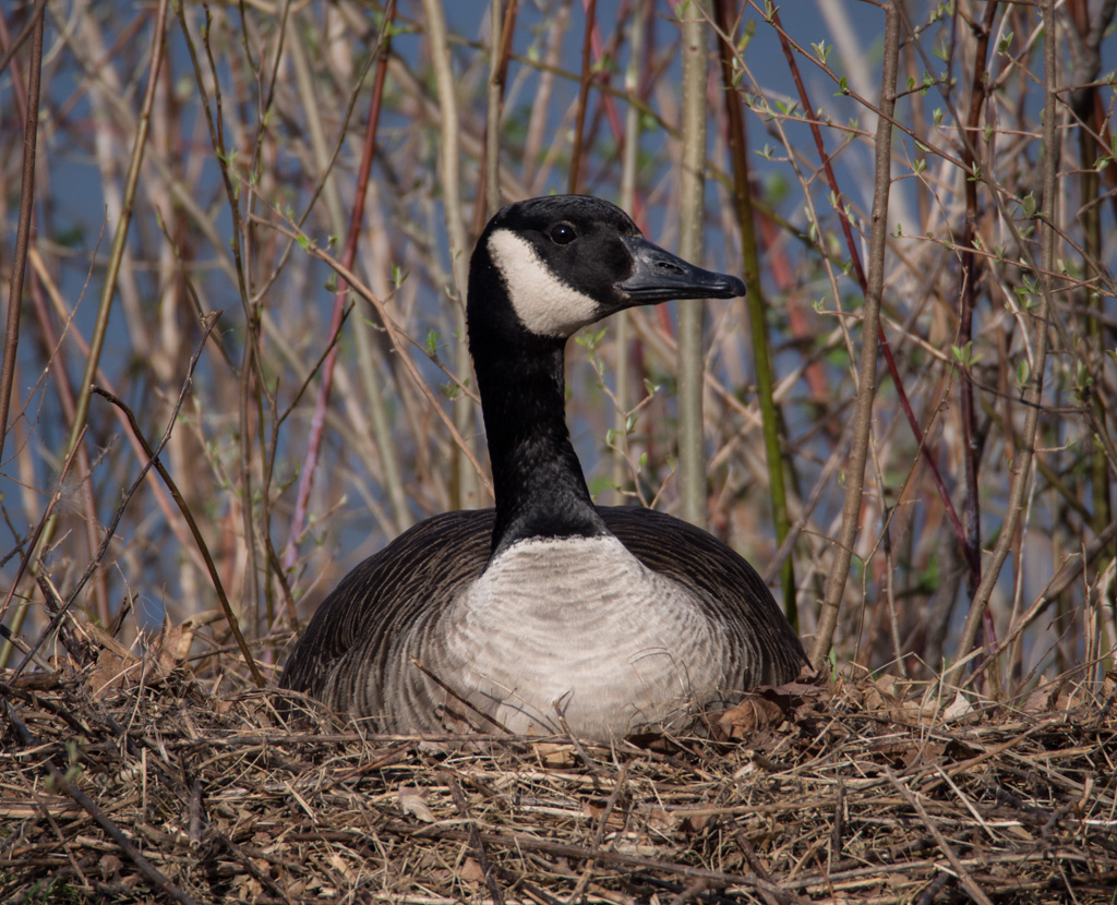 Nesting Time