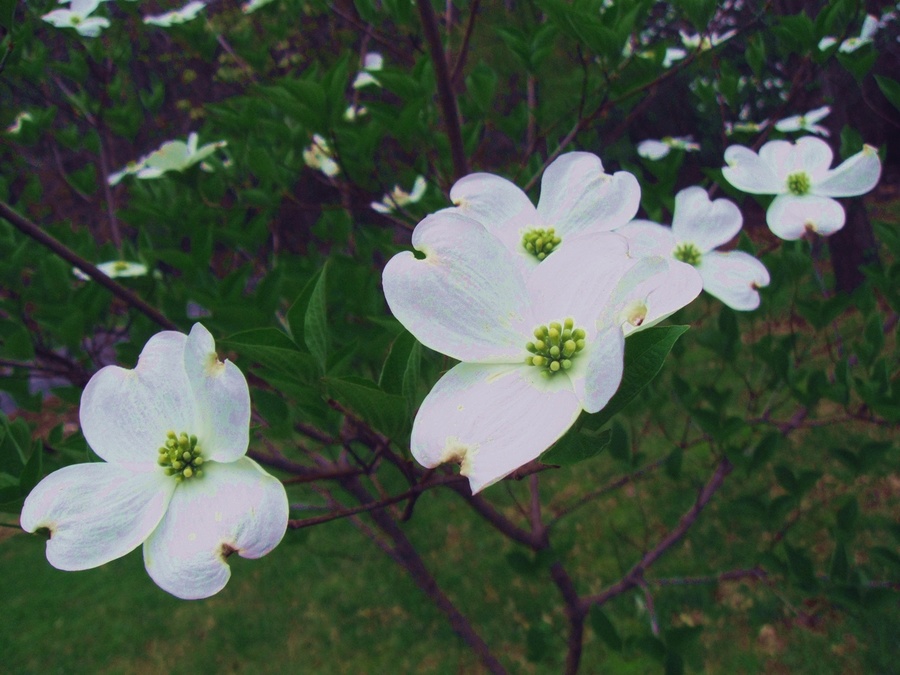 Dogwood Flowers