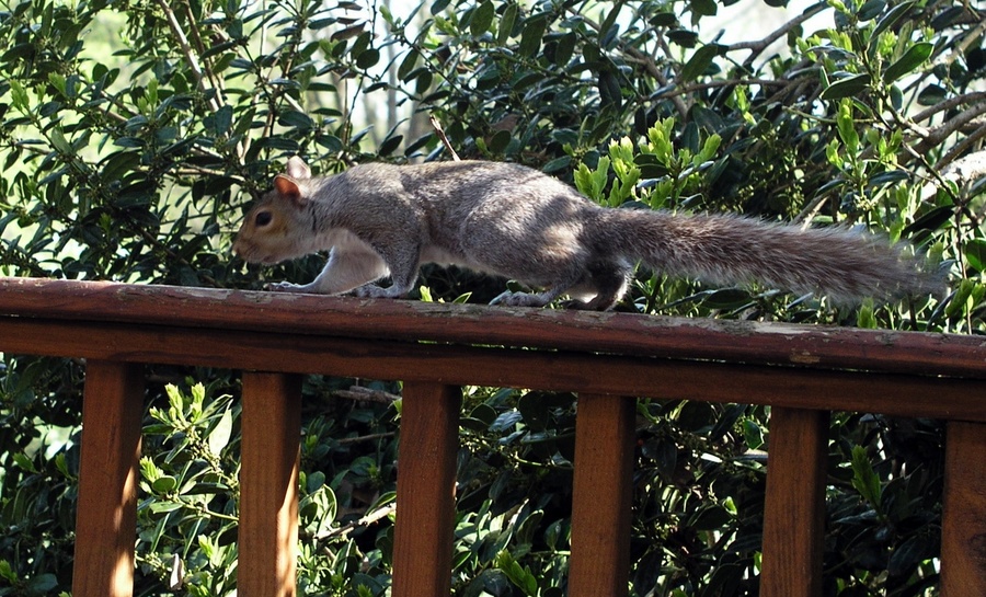 Stealth Mode