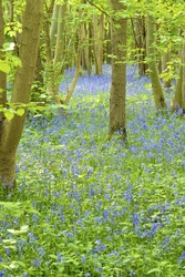 D2015_DSF4404 Bluebells