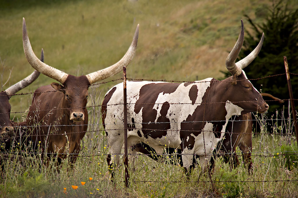 BIG Horns