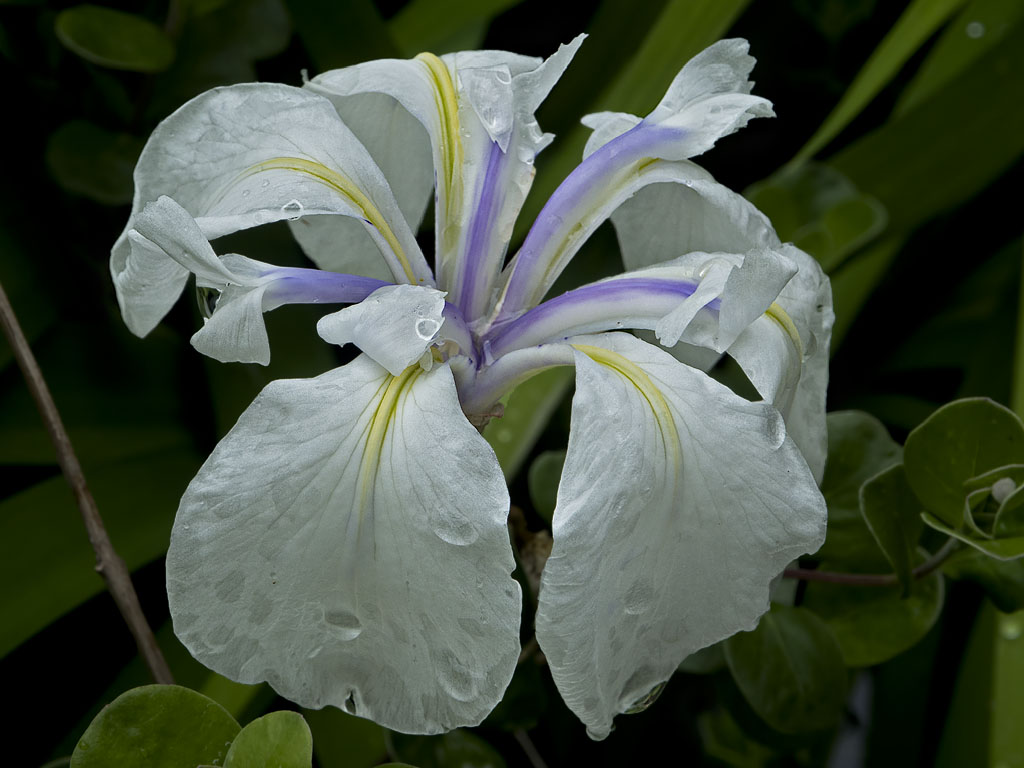 Rainy Day Iris II