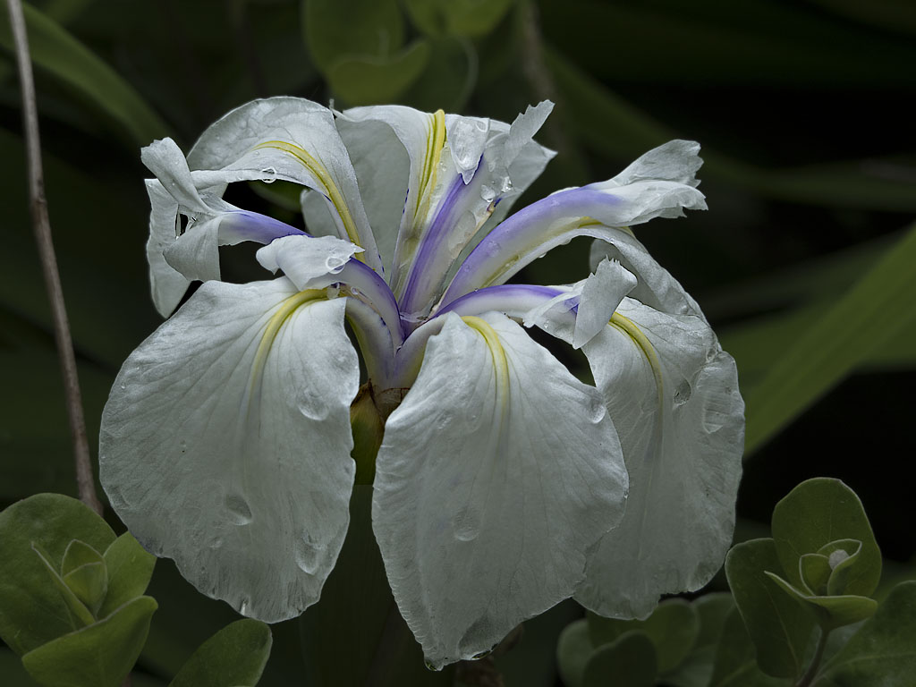 Rainy Day Iris I