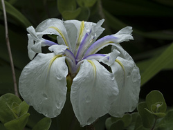 Rainy Day Iris I