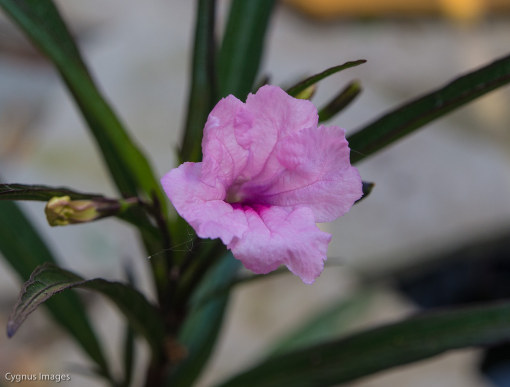 Mexican Petunia