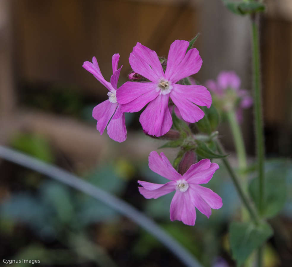 Mystery Flower