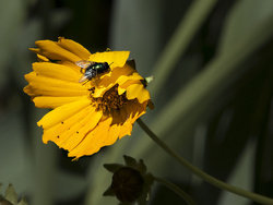 Green Bottle Fly