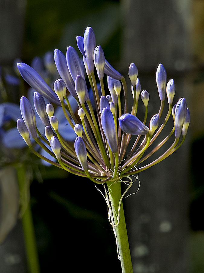 Agapanthus