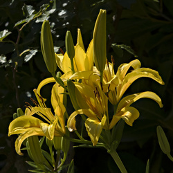 New Yellow