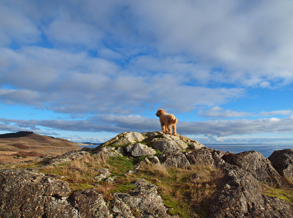 Pup-On-A-Rock