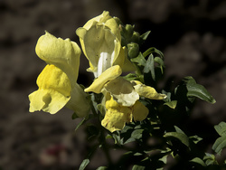 Methuselah