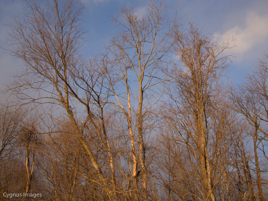 Winter Trees