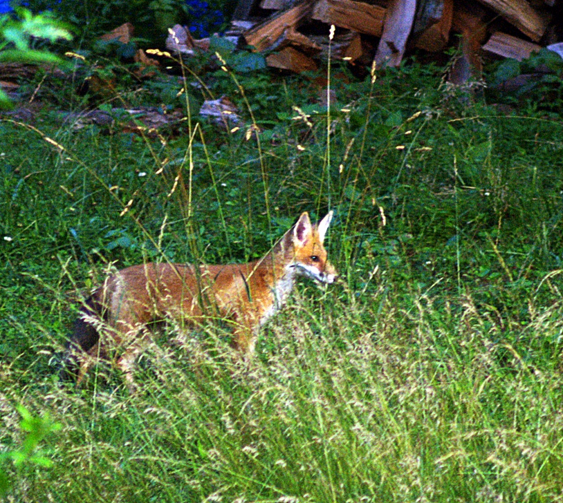 Backyard Fox