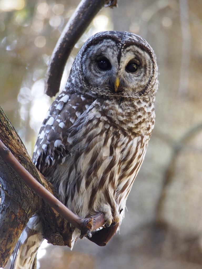 Barred Owl