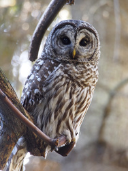 Barred Owl